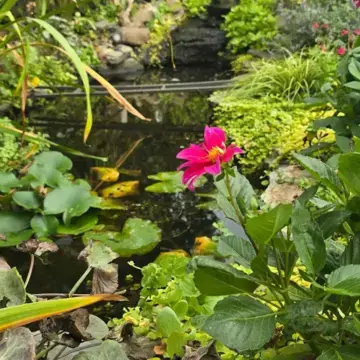 Trustindex feed image, shared by drops_aquatics_ponds on Instagram on August 18, 2026.