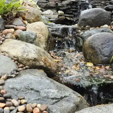 Trustindex feed image, shared by drops_aquatics_ponds on Instagram on August 14, 2026.