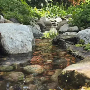 Trustindex feed image, shared by drops_aquatics_ponds on Instagram on August 14, 2026.
