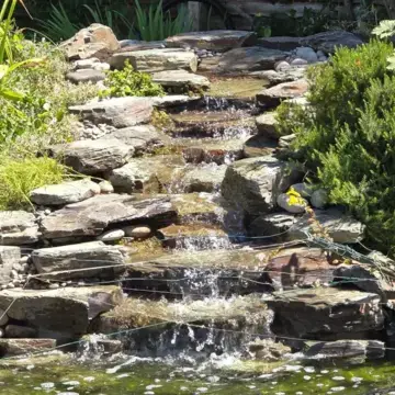 Trustindex feed image, shared by drops_aquatics_ponds on Instagram on July 02, 2026.