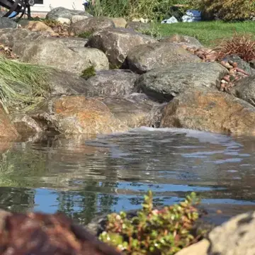 Trustindex feed image, shared by drops_aquatics_ponds on Instagram on September 26, 2026.