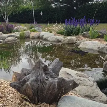 Trustindex feed image, shared by drops_aquatics_ponds on Instagram on July 24, 2026.