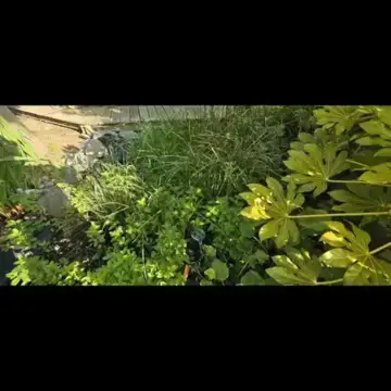 Trustindex feed video, shared by drops_aquatics_ponds on Instagram on May 29, 2026.