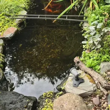 Trustindex feed image, shared by drops_aquatics_ponds on Instagram on August 18, 2026.