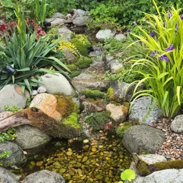 Trustindex feed image, shared by drops_aquatics_ponds on Instagram on June 09, 2026.