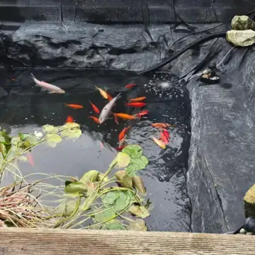 Trustindex feed image, shared by drops_aquatics_ponds on Instagram on August 18, 2026.