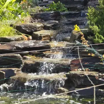 Trustindex feed image, shared by drops_aquatics_ponds on Instagram on July 02, 2026.