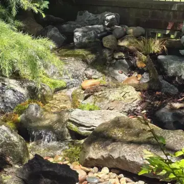 Trustindex feed image, shared by drops_aquatics_ponds on Instagram on June 17, 2026.