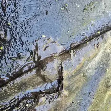 Trustindex feed image, shared by drops_aquatics_ponds on Instagram on May 30, 2026.