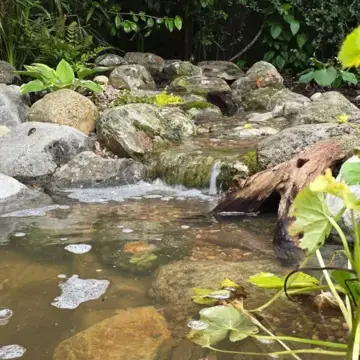 Trustindex feed image, shared by drops_aquatics_ponds on Instagram on August 14, 2026.