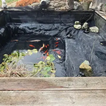 Trustindex feed image, shared by drops_aquatics_ponds on Instagram on August 18, 2026.