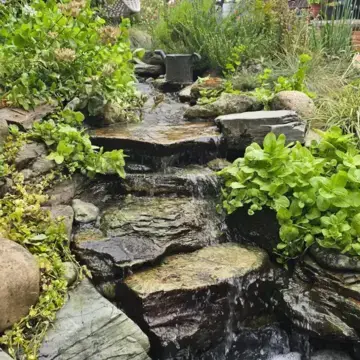 Trustindex feed image, shared by drops_aquatics_ponds on Instagram on August 18, 2026.