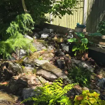 Trustindex feed image, shared by drops_aquatics_ponds on Instagram on June 17, 2026.