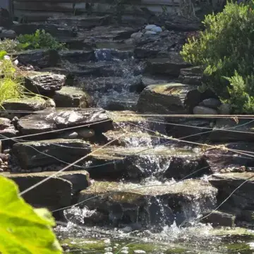 Trustindex feed image, shared by drops_aquatics_ponds on Instagram on July 02, 2026.