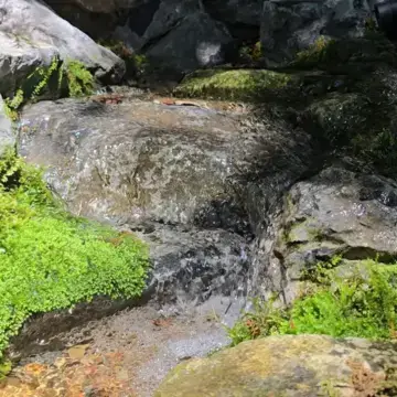 Trustindex feed video, shared by drops_aquatics_ponds on Instagram on June 17, 2026.