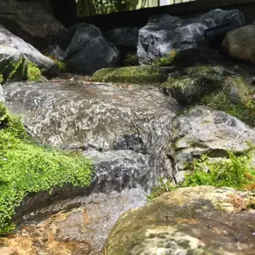 Trustindex feed image, shared by drops_aquatics_ponds on Instagram on June 17, 2026.