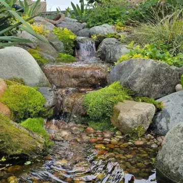 Trustindex feed image, shared by drops_aquatics_ponds on Instagram on August 14, 2026.