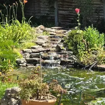 Trustindex feed image, shared by drops_aquatics_ponds on Instagram on July 02, 2026.