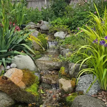 Trustindex feed image, shared by drops_aquatics_ponds on Instagram on June 09, 2026.