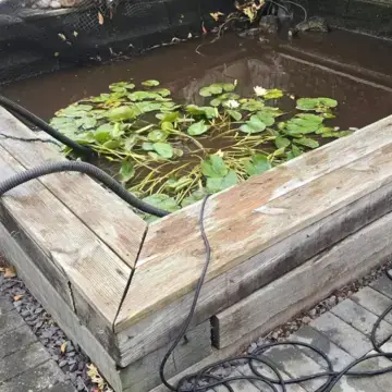 Trustindex feed image, shared by drops_aquatics_ponds on Instagram on August 18, 2026.