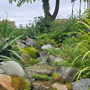 Trustindex feed image, shared by drops_aquatics_ponds on Instagram on June 09, 2026.