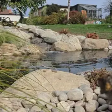 Trustindex feed video, shared by drops_aquatics_ponds on Instagram on September 28, 2026.